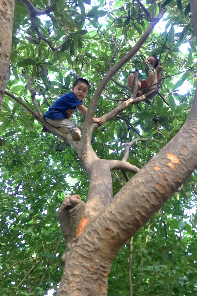 子ども木登り